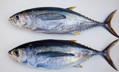 海鮮冷凍冰庫(kù)建造溫度及特點(diǎn)